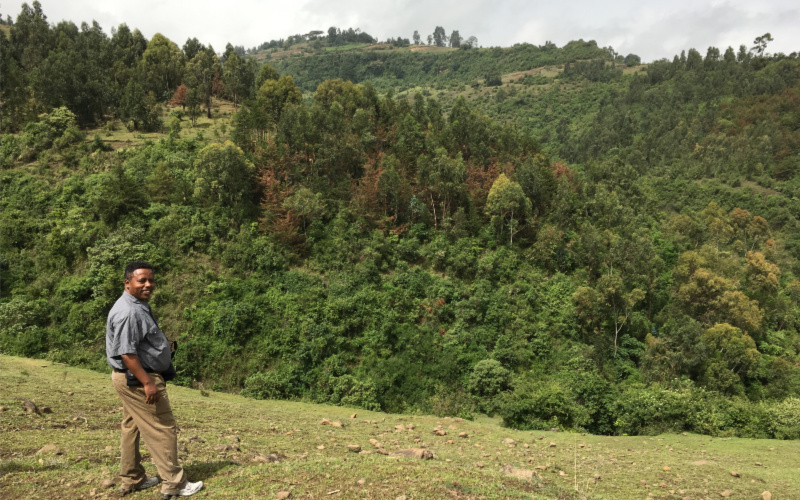 A man stands on a lush hillside of trees