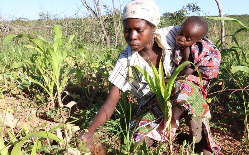 A woman bends to tend her crops while holding her baby.