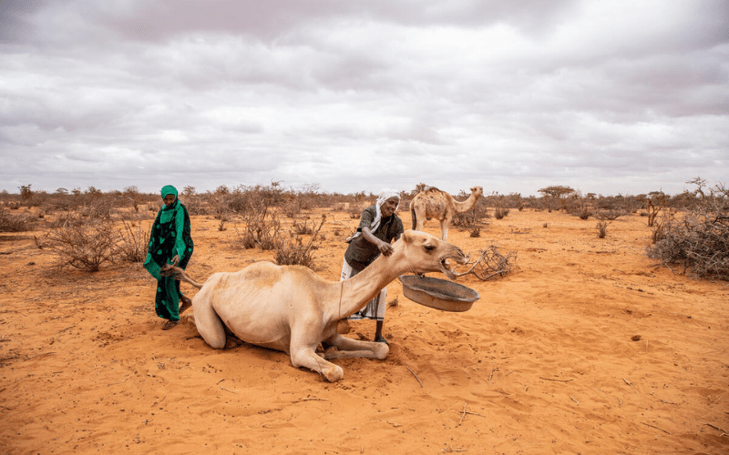 A pastoralist feeding his camel in Somalia, trying to keep it alive.