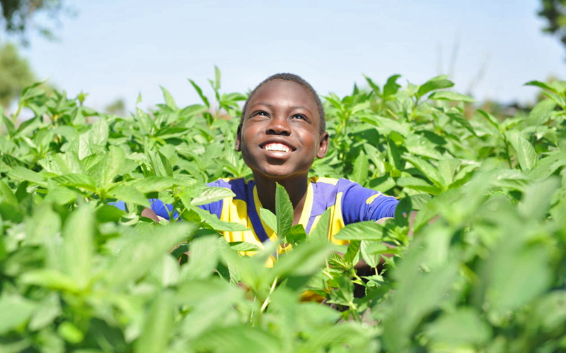 a young black boy smiles up at the blue sky from a field of okra.