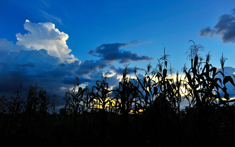 fields of corn silhouetted against a rich blue sky.
