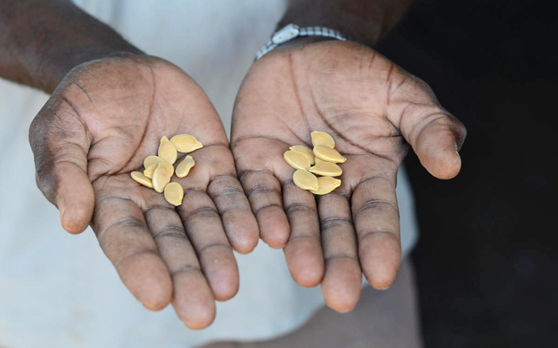 a black man's hands holding out a a few seeds