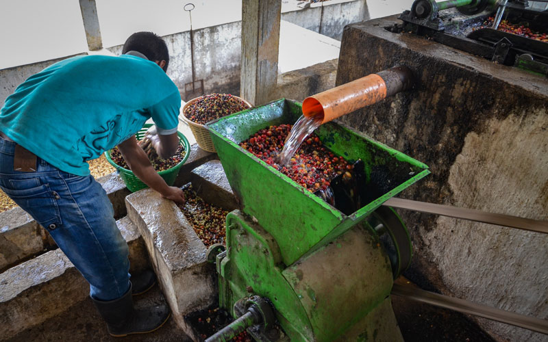 a boy washes coffee fruit at a mill in Guatemala