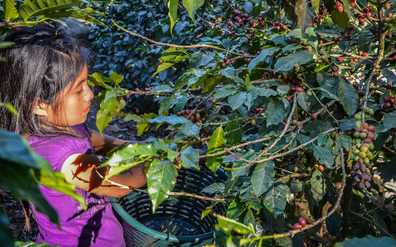 a young Guatemalan girl picks coffee