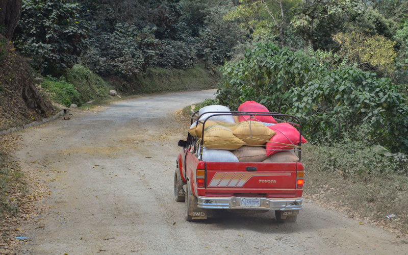 Sacks of dried coffee beans loaded on a truck and taken down the road