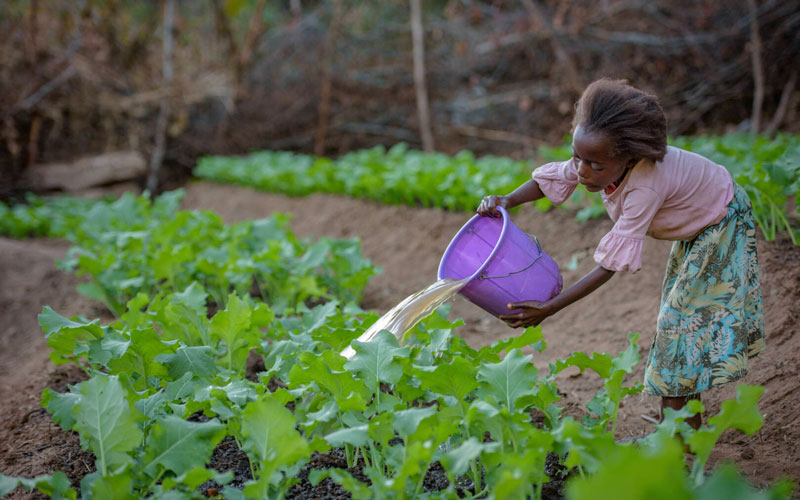A young Zambian girl pours a bucket of water on the plans in her garden