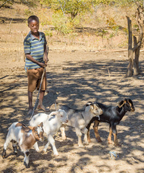 a young Zambian boy herds some goats