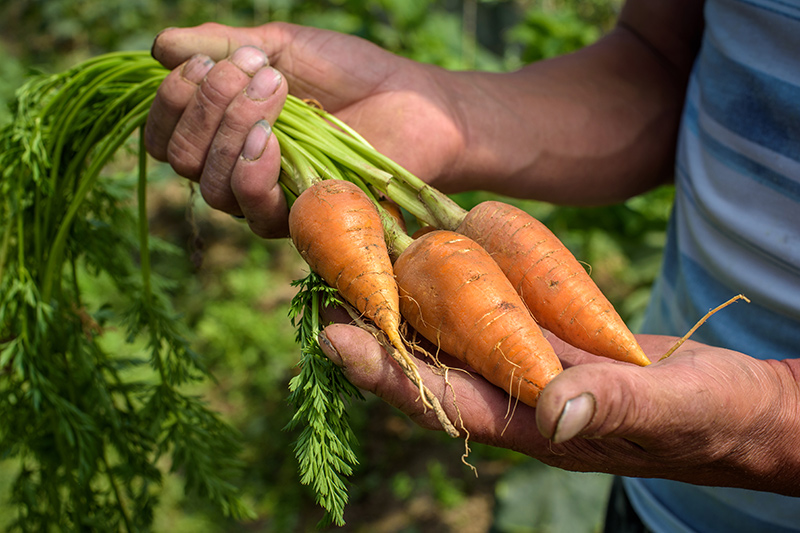 A man holding carrots harvested from a community garden.