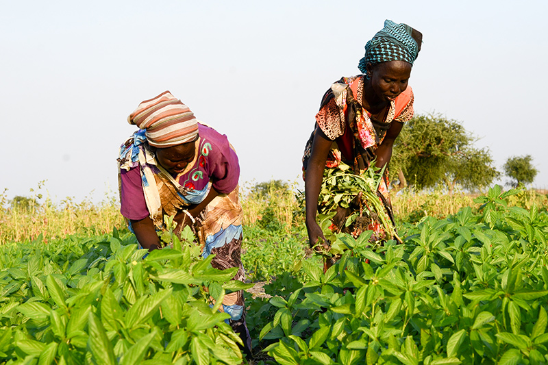 Two women tending to a small community farm.