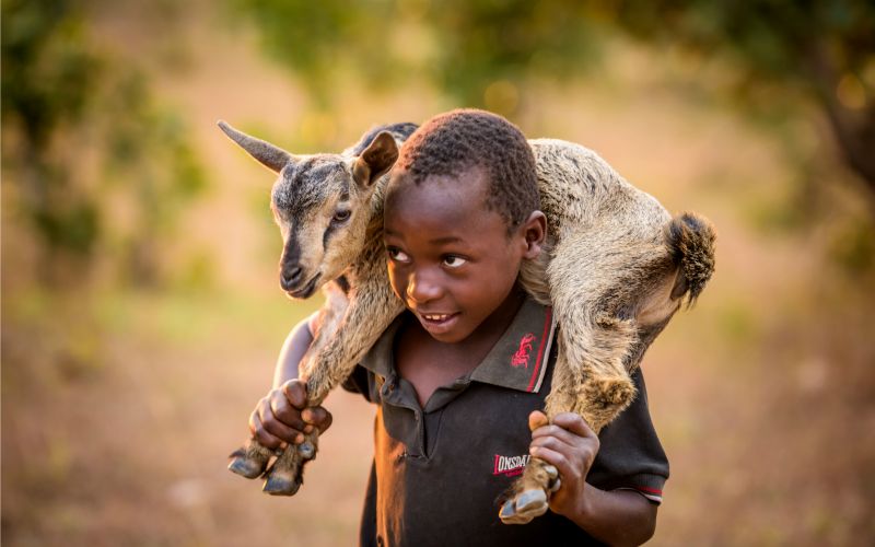 A young boy carries a small goat on his shoulders