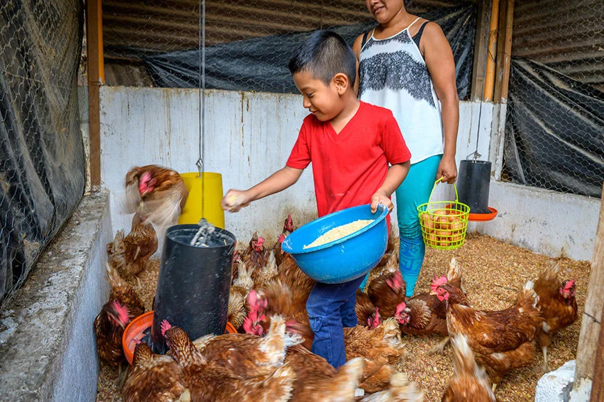 Five-year-old Alvaro and his mother, Delmi, are feeding the chickens given to them by World Vision in Guatemala. Chickens are easy to maintain and produce eggs regularly, increasing the flock and enabling long-term sustainability.