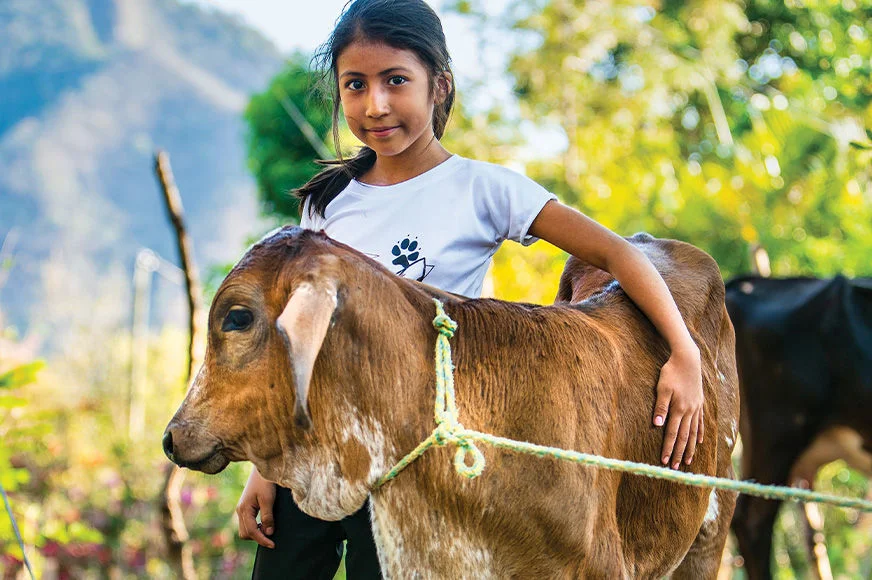 Cows and other livestock are a reliable source of income, nutrition and stability for families. (Honduras, 2025) 