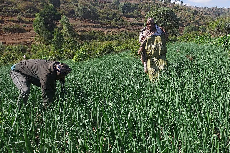 A woman and her partner inspect a field of onions, an income-generating activity promoted by the RESILIENT-WE project.