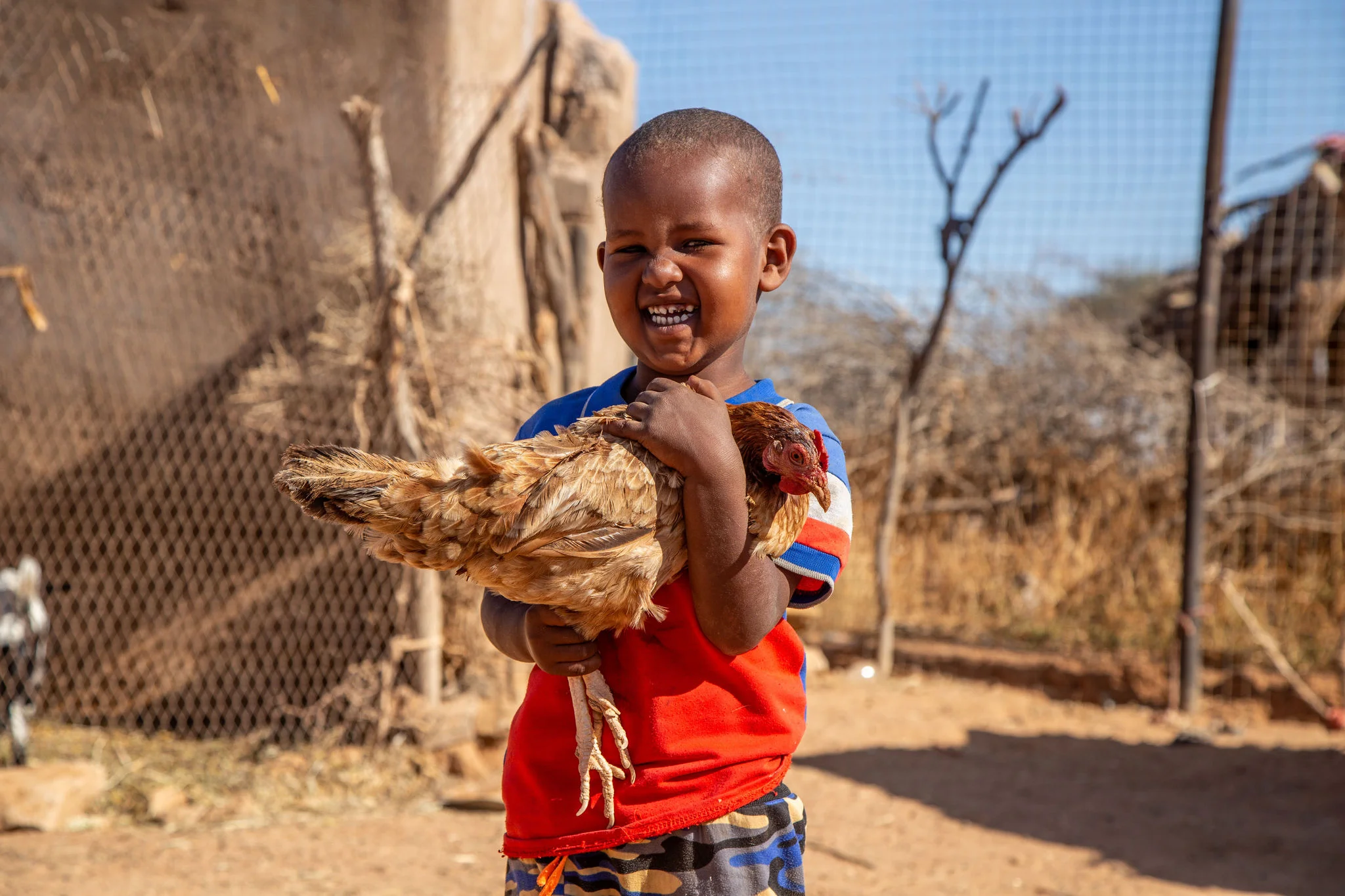 A little boy wearing a blue and orange shirt, stands in a yard, holding a brown chicken securely in his arms.