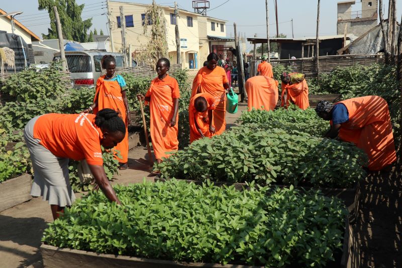 Donors supporting Mother-to-Mother help grow verdant community gardens that feed many families with nutritious food. The crops include amaranthus (dodo), jute-mellow (kudra), eggplant, cowpeas, okra, tomatoes, onions, kale and pumpkin. 