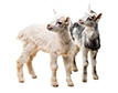 Goats