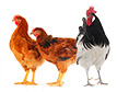 Hens and Rooster